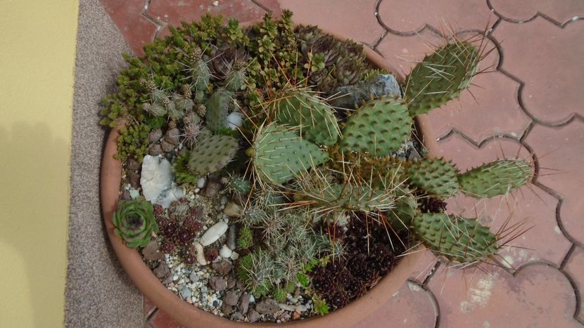 Minirocarie - Cactusi 2020 evolutie