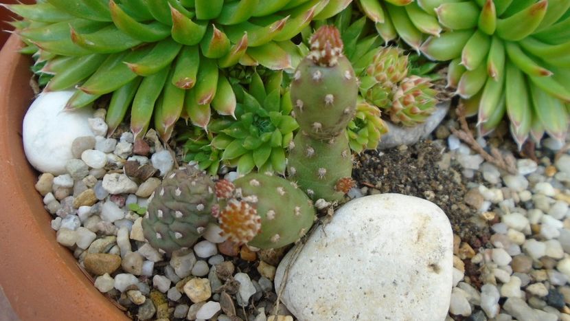 Opuntia sp. - Cactusi 2020 evolutie