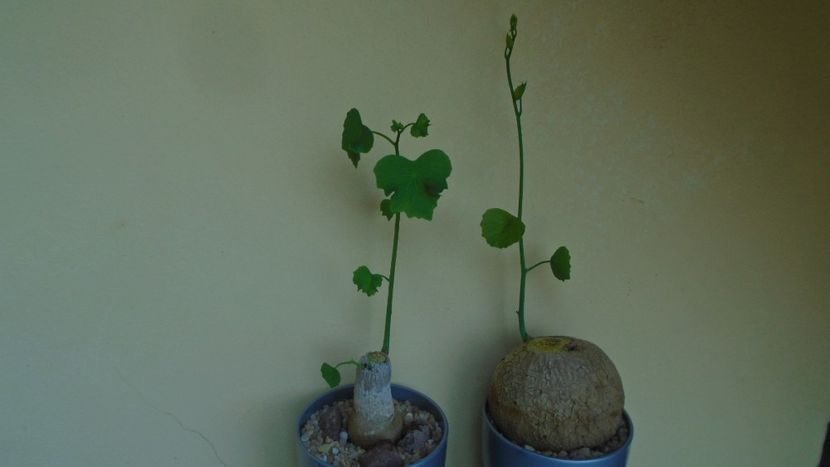 Stephania erecta & Stephania venosa, inceput de vegetatie - Caudiciforme - pachycaule si bulboase 2020