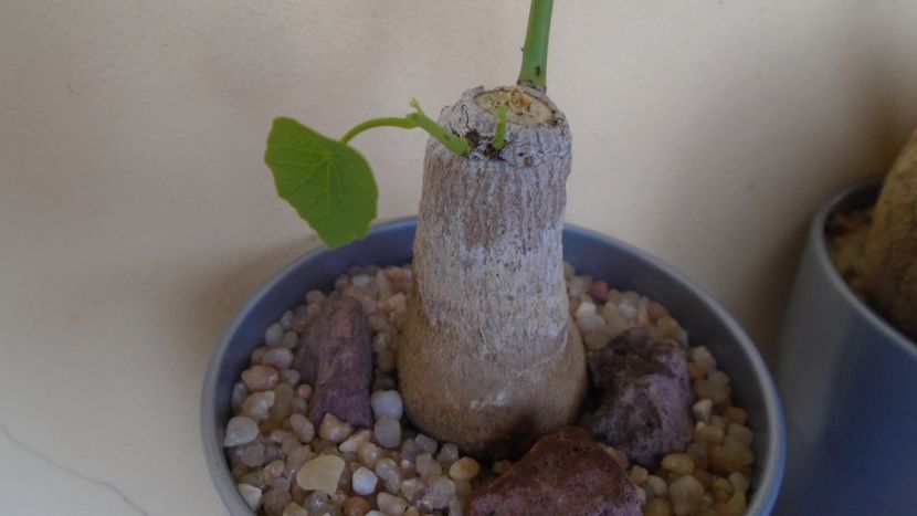 Stephania erecta, inceput de vegetatie - Caudiciforme - pachycaule si bulboase 2020