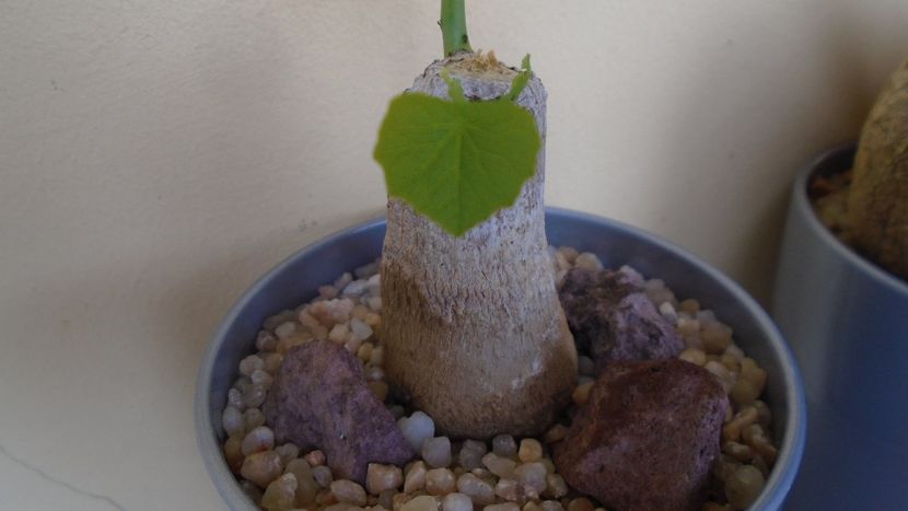 Stephania erecta, inceput de vegetatie - Caudiciforme - pachycaule si bulboase 2020