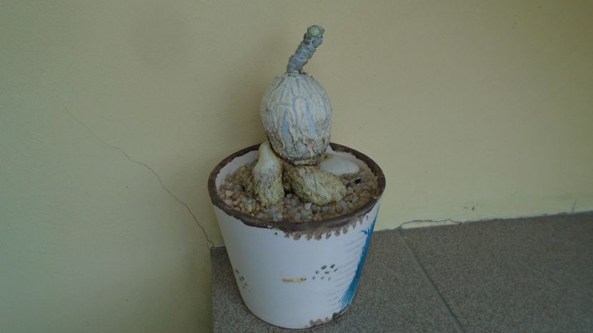Euphorbia suzannae-marnierae - Caudiciforme - pachycaule si bulboase 2020