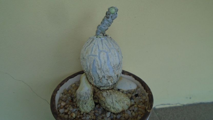 Euphorbia suzannae-marnierae - Caudiciforme - pachycaule si bulboase 2020