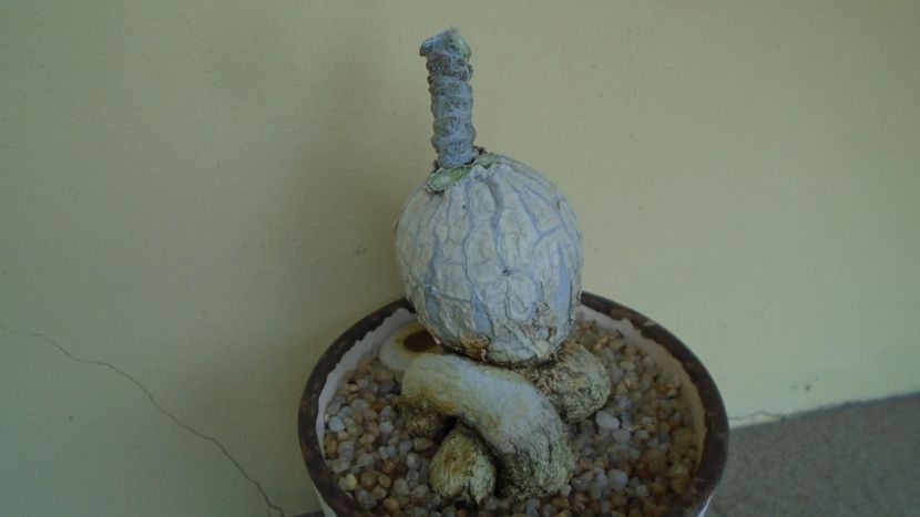 Euphorbia suzannae-marnierae - Caudiciforme - pachycaule si bulboase 2020