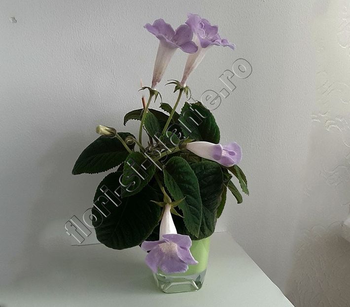 Sinningia Luci s Dual Soul - GLOXINIA-SINNINGIA _COLECTIA 2020_2021