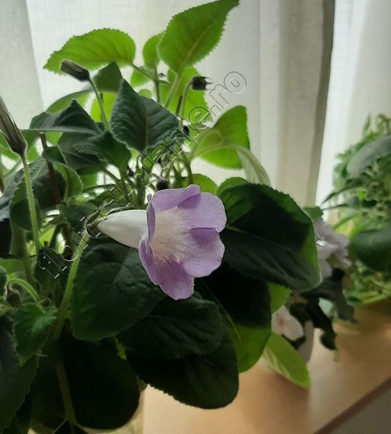 Sinningia Luci s Dual Soul - GLOXINIA-SINNINGIA _COLECTIA 2020_2024