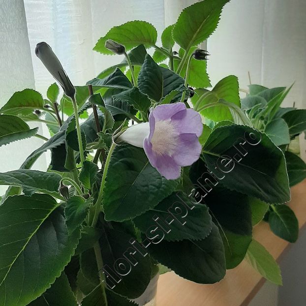 Sinningia Luci s Dual Soul - GLOXINIA-SINNINGIA _COLECTIA 2020_2024