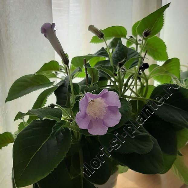 Sinningia Luci s Dual Soul - GLOXINIA-SINNINGIA _COLECTIA 2020_2024