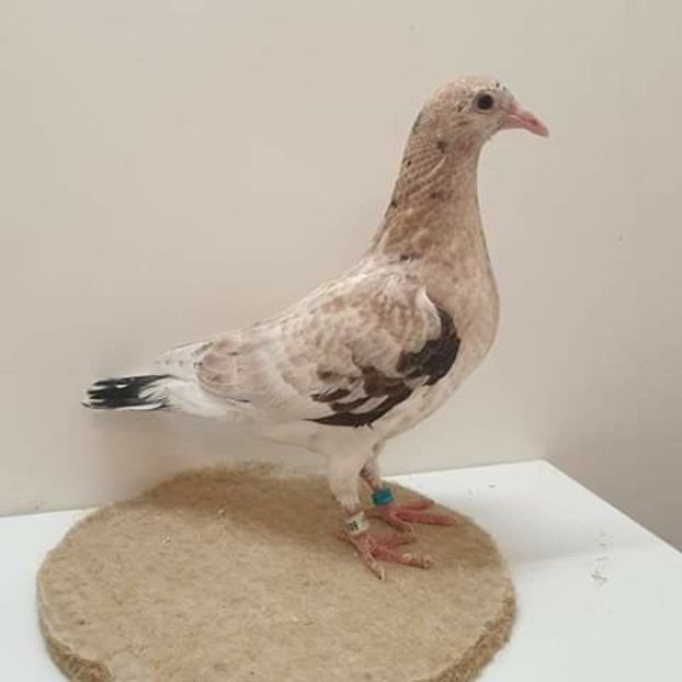  - NU AMI APARTIN 2020