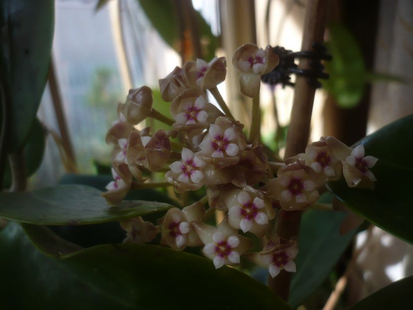 P1430643 - HOYA 2020-1