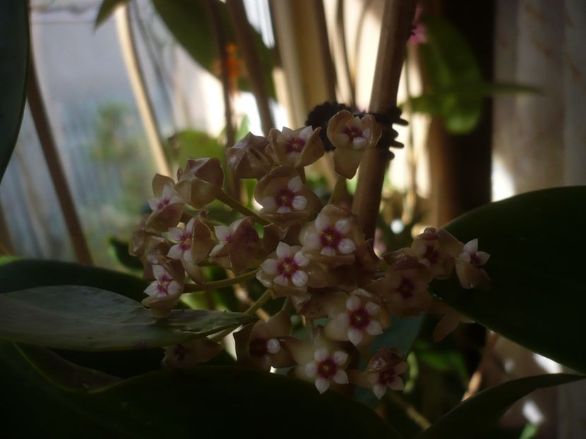 P1430644 - HOYA 2020-1