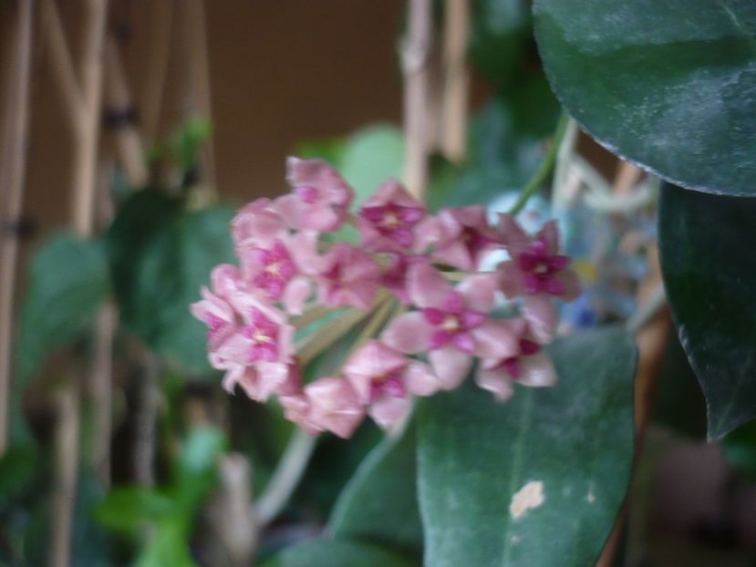 P1430645 - HOYA 2020-1