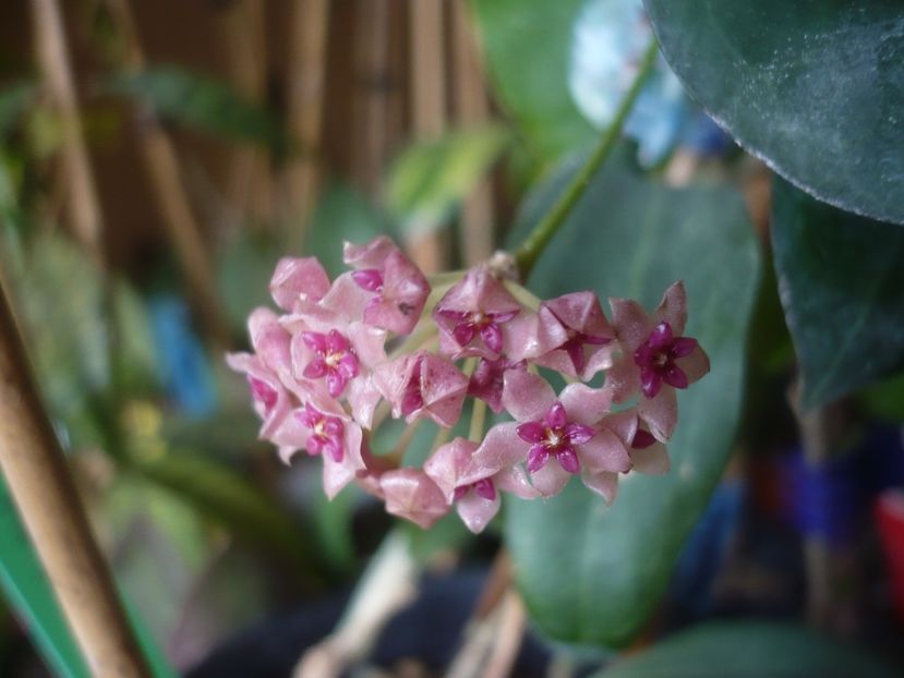 P1430646 - HOYA 2020-1