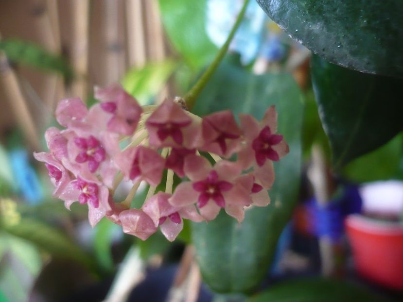 P1430647 - HOYA 2020-1