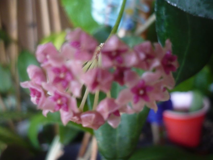 P1430648 - HOYA 2020-1