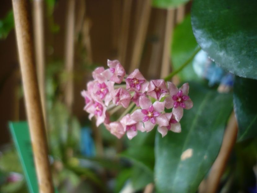 P1430649 - HOYA 2020-1