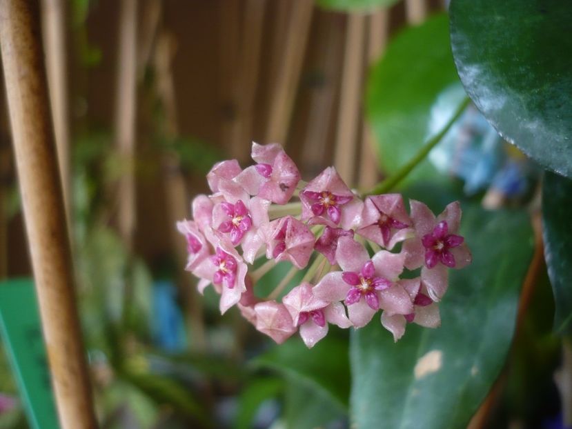 P1430650 - HOYA 2020-1