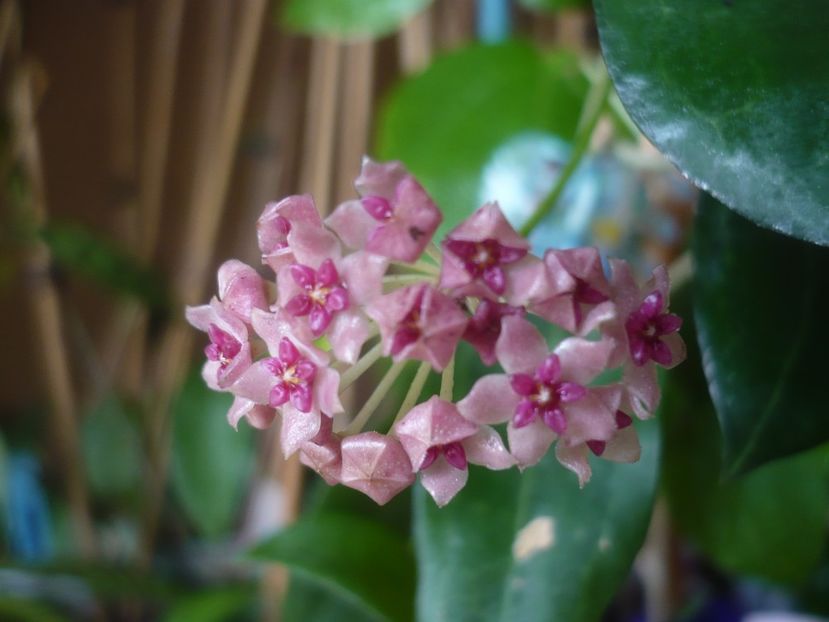 P1430651 - HOYA 2020-1