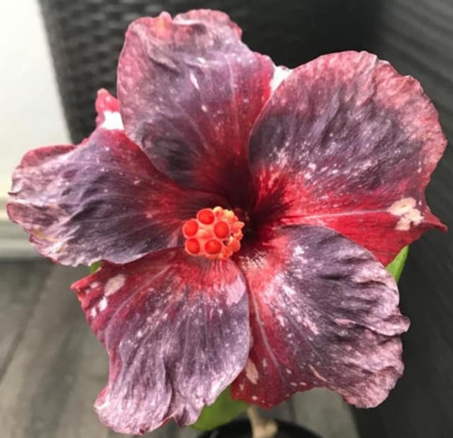  - Taiwan Formosa Snow Lantern