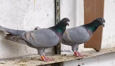  - NU AMI APARTIN 2020