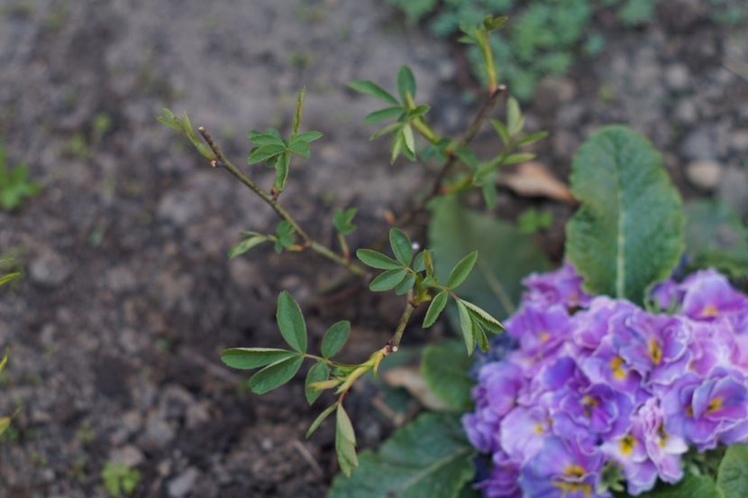  - Rosa alba cymbaefolia