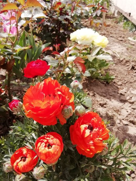 21.04 - gradina 2020