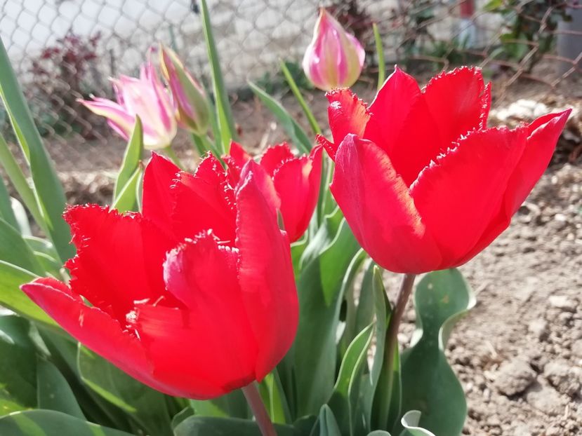 21.04 - gradina 2020