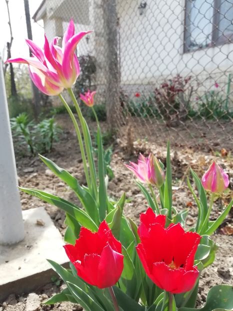 21.04 - gradina 2020