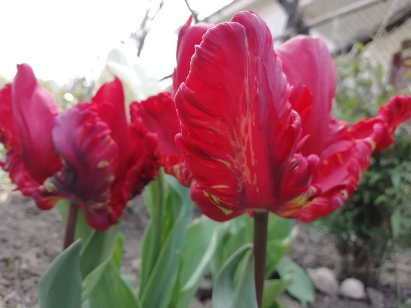 21.04 - gradina 2020