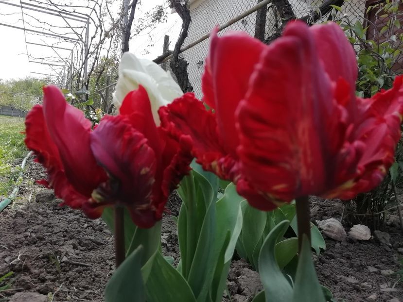 21.04 - gradina 2020