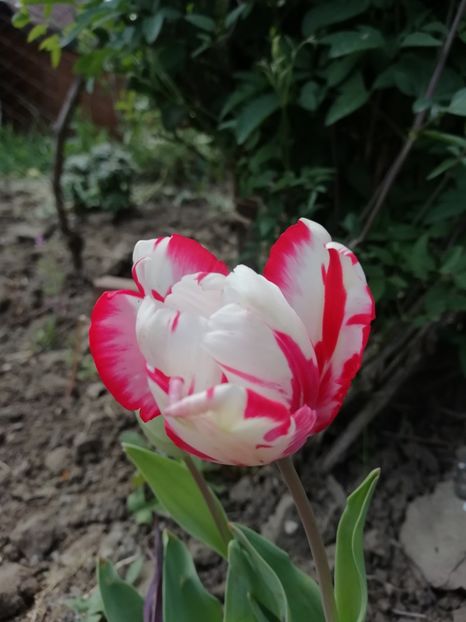 21.04 - gradina 2020