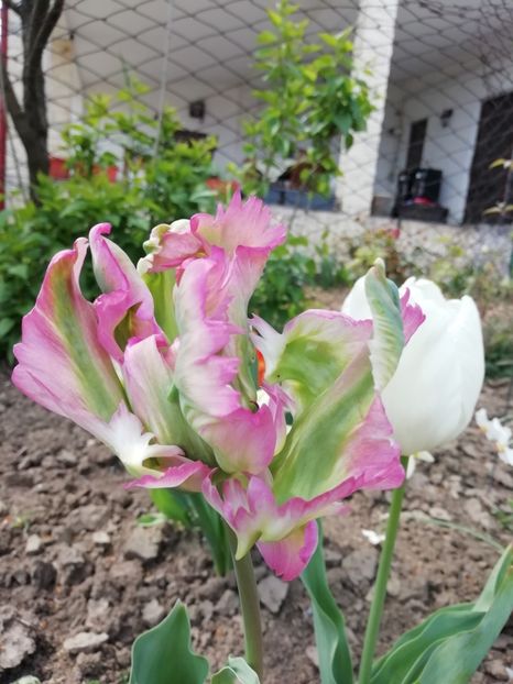 21.04 - gradina 2020