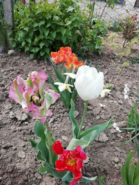 21.04 - gradina 2020
