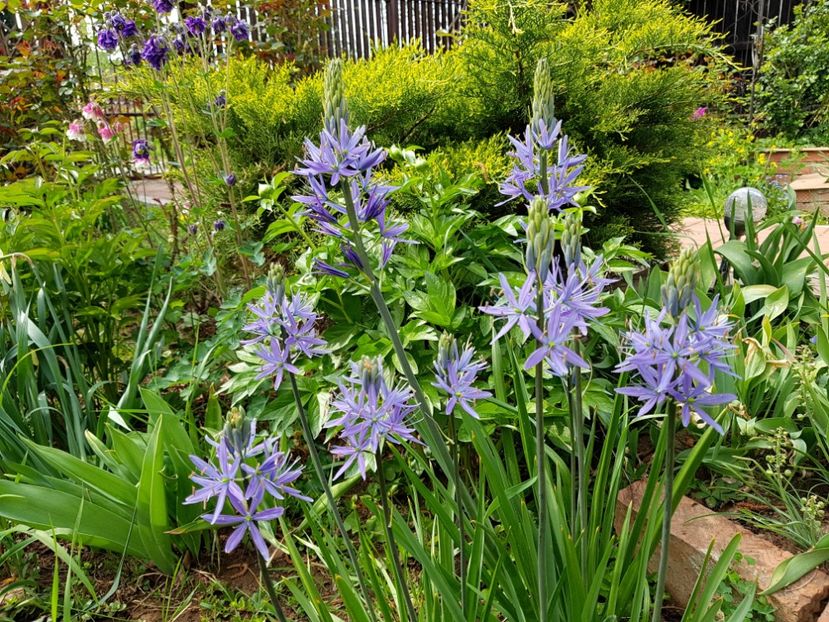 Camassia Leichtlinii - 2020 Aprilie Gradina Rozelor