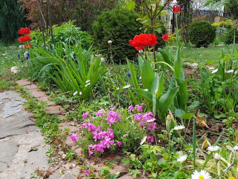 Phlox subulata - 2020 Aprilie Gradina Rozelor