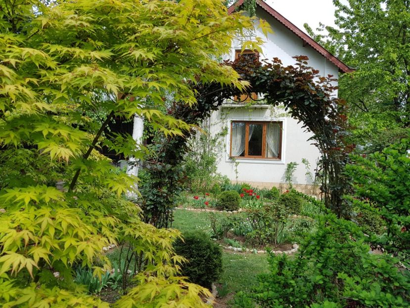  - 2020 Aprilie Gradina Rozelor