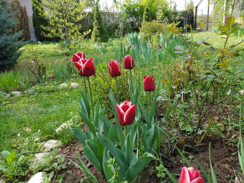 Armanii - 2020 Aprilie Gradina Rozelor