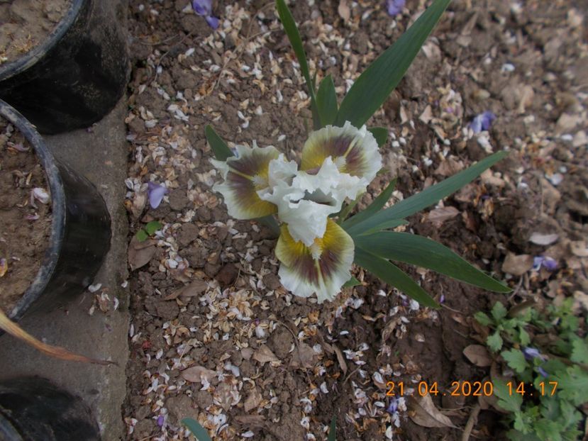 MUGGLES - IRISI PITICI 2020