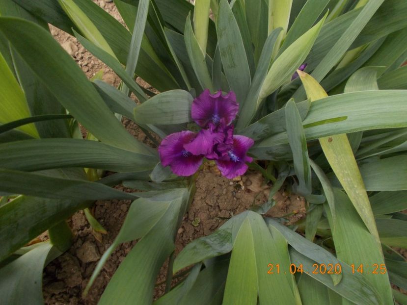 bourgeois-T-gr. - IRISI PITICI 2020