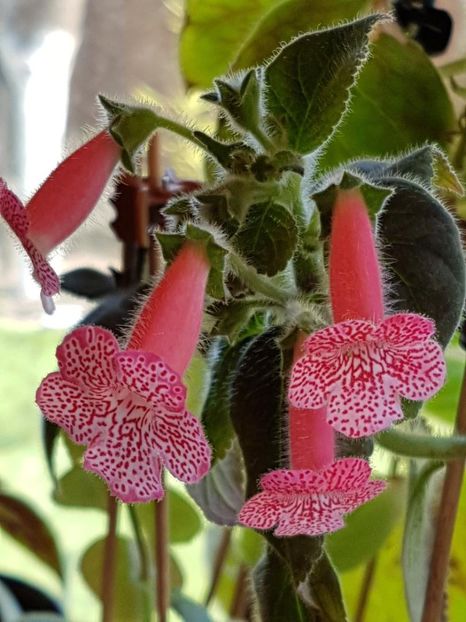 Sunshine - KOHLERIA 2020