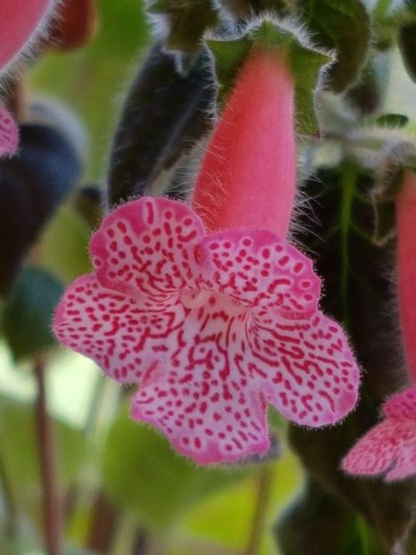 Sunshine - KOHLERIA 2020