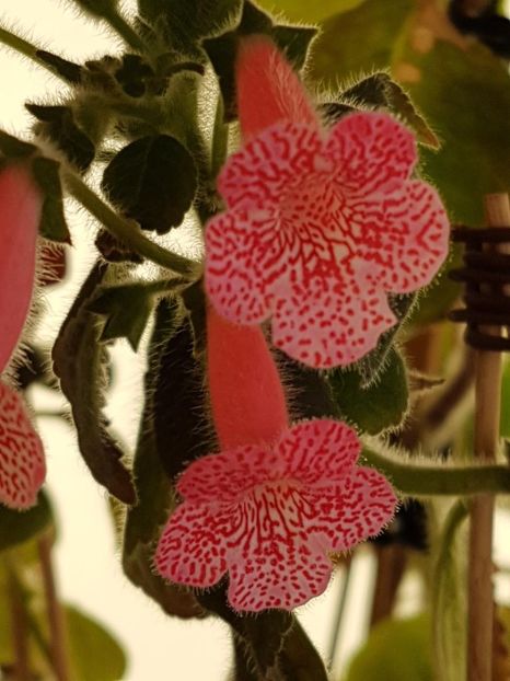 Sunshine - KOHLERIA 2020