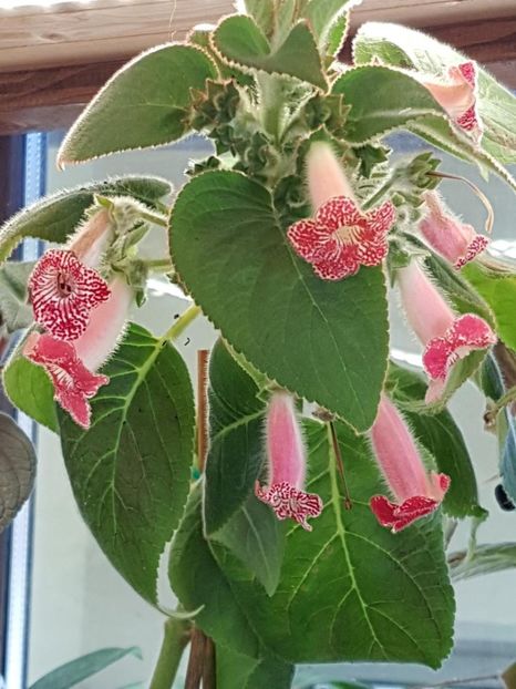 Luci,s Rays - KOHLERIA 2020