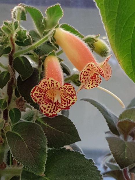 Yf,s Emma - KOHLERIA 2020