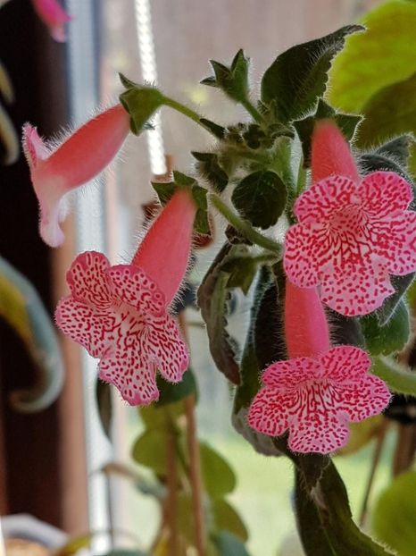 Sunshine - KOHLERIA 2020