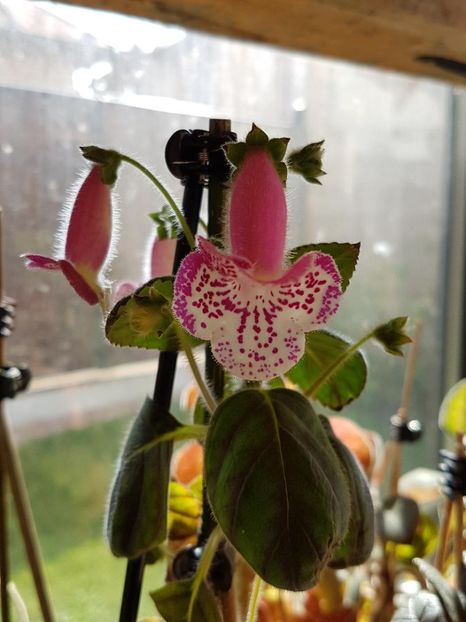 Marta - KOHLERIA 2020