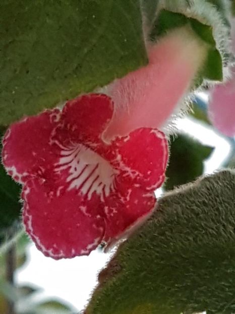 Luci,s Rays - KOHLERIA 2020
