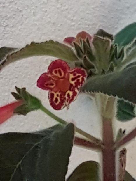 Lilla Gubbin - KOHLERIA 2020