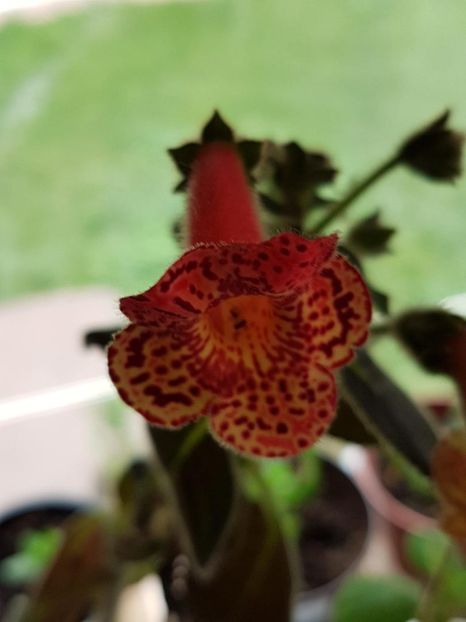 Yf,s Emma - KOHLERIA 2020
