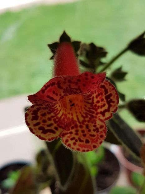 Yf,s Emma - KOHLERIA 2020